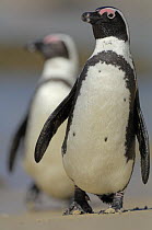 Blackfooted / jackass penguin (Spheniscus demersus) Boulders beach, South Africa