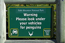 Warning sign to tourists to check under their cars for Blackfooted / jackass penguin (Spheniscus demersus) Boulders beach, South Africa