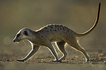 Meerkat (Suricata suricatta) walking, South Africa