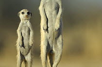 Meerkat (Suricata suricatta) adult male and juvenile standing on guard, South Africa