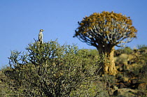 Meerkat (Suricata suricatta) standing on guard at top of bush, South Africa