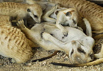 Meerkat (Suricata suricatta) mother lying on back suckling young, South Africa