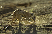 Meerkat (Suricata suricatta) male digging in ground, South Africa