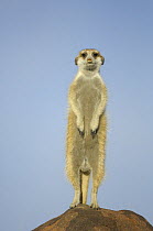 Meerkat (Suricata suricatta) standing on guard on rock, South Africa