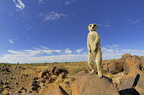 Meerkat (Suricata suricatta) standing on guard looking out over landscape, South Africa