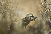 Meerkat (Suricata suricatta) catching insect prey, South Africa
