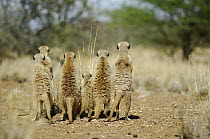 Meerkat (Suricata suricatta) rear view of group standing on guard, South Africa