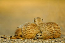 Meerkat (Suricata suricatta) juvenile peering out from under resting group of adults, South Africa