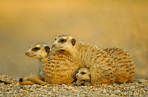 Meerkat (Suricata suricatta) juvenile peering out from under group of adults, South Africa