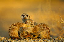 Meerkat (Suricata suricatta) family group, mutual grooming, South Africa