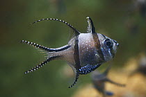 Banggai Cardinalfish (Pterapogon kauderni)