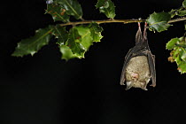 Lesser Horseshoe Bat (Rhinolophus hipposideros), roosting on branch, Sardinia, Italy
