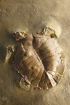 Fossil of a turtle (Allaeochelys crassesculptata) from the tertiary period, found in Messel, Germany