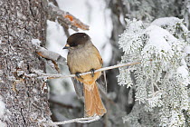 Siberian Jay (Perisoreus infaustus) perched in winter, Valtavaara, Kuusamo, Finland