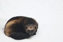 Wolverine (Gulo gulo) in snow, winter, Finland, captive