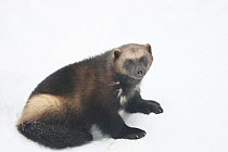 Wolverine (Gulo gulo) in snow, winter, Finland, captive