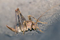 Cave cricket (Troglophilus cavicola) female in a cave, Carinthia, Austria
