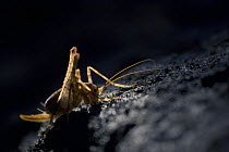 Cave cricket (Troglophilus cavicola) female in a cave, Carinthia, Austria