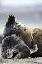 Two Grey Seals (Halichoerus grypus) play fighting, Helgoland, North Sea, Germany
