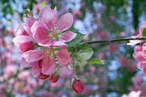 Blossom of Cultivated apple tree (Malus pumila cv. Niedzwetzkyana- Aldenham Purple) created 1925 in Aldenham House, Elstree, England