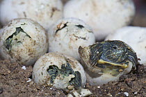 Red-eared Turtles (Psuedemys / Trachemys scripta elegans) hatching out of their eggs, captive