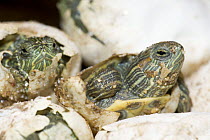 Red-eared Turtle (Psuedemys / Trachemys scripta elegans) hatching out of its egg, captive