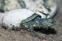 Red-eared Turtle (Psuedemys / Trachemys scripta elegans) hatching out of its egg, captive