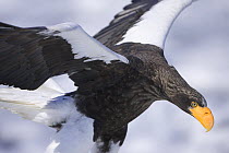 Steller's Sea Eagle (Haliaeetus pelagicus) adult landing on drift ice, Shiretoko, Hokkaido, Japan