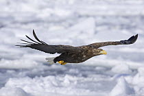 White-tailed Sea Eagle (Haliaeetus albicilla) adult flying over drift ice, Shiretoko, Hokkaido, Japan