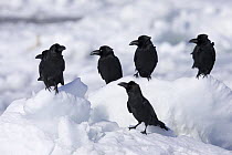 Large-billed / Jungle Crow (Corvus macrorhynchos) six on drift ice, Shiretoko, Hokkaido, Japan