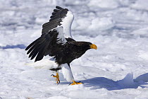 Steller's Sea Eagle (Haliaeetus pelagicus) adult walking, just landed on drift ice, Shiretoko, Hokkaido, Japan