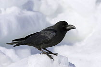 Large-billed / Jungle Crow (Corvus macrorhynchos) adult on snow, Shiretoko, Hokkaido, Japan