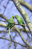 Rose-ringed / Ring-necked Parakeet (Psittacula krameri) pair in tree, wild, Mannheim, Baden-Wuerttemberg, Germany
