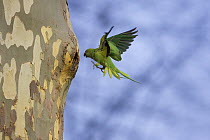 Rose-ringed / Ring-necked Parakeet (Psittacula krameri) flying to nest hole in Plane tree (Platanus sp) wild, Mannheim, Baden-Wuerttemberg, Germany