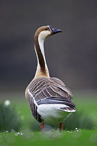 Swan Goose (Anser cygnoides) adult, Mannheim, Germany