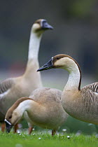 Swan Geese (Anser cygnoides), adults grazing, Mannheim, Germany