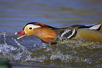 Mandarin Duck (Aix galericulata) male chasing away another male in the water, Leipzig, Germany