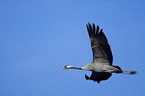Common Crane (Grus grus) adult flying, Rügen-Bock-Region, Mecklenburg Western Pomerania, Germany