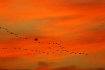 Common Crane (Grus grus) flock flying together in the V-formation in the evening from their feeding grounds to their sleeping places in the Rügen-Bock-Region in autumn before they continue their annu...