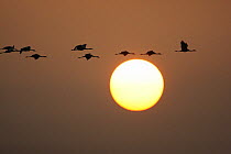 Common Crane (Grus grus) flock flying together in the evening from their feeding grounds to their sleeping places in the Rügen-Bock-Region in autumn before they continue their annual journey to the s...