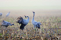 Common Crane (Grus grus) juvenile and two adult calling, displaying, in harvested corn fields in the Rgen-Bock-Region in autumn before they continue their annual journey to the south, Mecklenburg West...