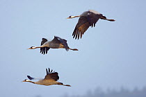 Common Crane (Grus grus) three adults flying, Rügen-Bock-Region, Mecklenburg Western Pomerania, Germany
