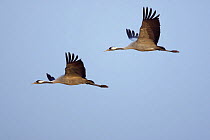 Common Crane (Grus grus) two adults flying, Rügen-Bock-Region, Mecklenburg Western Pomerania, Germany