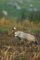 Common Crane (Grus grus) two adults feeding together in harvested corn fields in the Rügen-Bock-Region in autumn before they continue their annual journey to the south, Rügen-Bock-Region, Mecklenbur...
