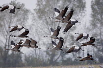 Common Crane (Grus grus) flock flying, Rügen-Bock-Region, Mecklenburg Western Pomerania, Germany