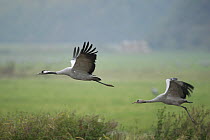 Common Crane (Grus grus) adult and juvenile flying, Rügen-Bock-Region, Mecklenburg Western Pomerania, Germany