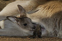 Eastern grey kangaroo (Macropus giganteus), joey looking out of mothers pouch, Burrum Coast NP, Queensland, Australia
