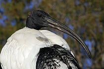 Australian / Indonesian white ibis (Threskiornis molucca), Queensland, Australia