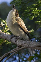 Grey Butcherbird (Cracticus torquatus), Queensland, Australia