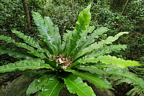 Epiphyte plant (Asplenium australasicum) in tropical forest, Euguella NP, Queensland, Australia